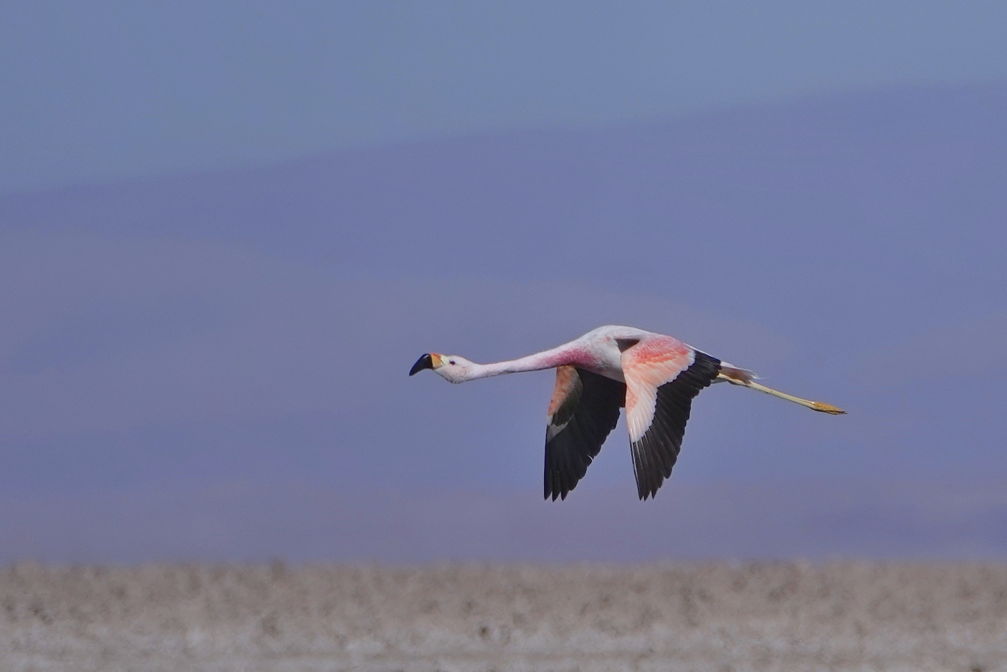 Flamant en vol